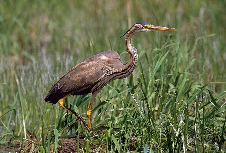 Airone rosso (Ardea putpurea)